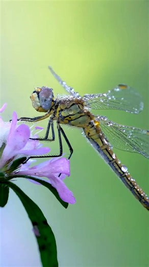 Dragon fly #factvideo #shortvideo