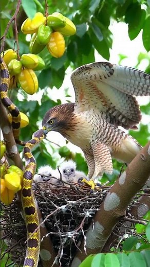 Hawk vs Snake — Intense Battle for the Nest