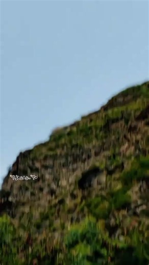 Exploring the Benefits of Malanga