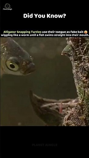 This Turtle Hunts with a Fake Worm!😱Nature’s Ultimate Trap! #snappingturtle #animalfacts #wildshorts