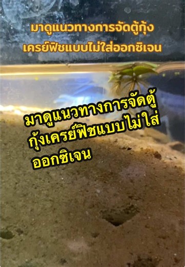 มาดูแนวทางการจัดตู้กุ้งเครย์ฟิชแบบไม่ใส่ออกซิเจน #กุ้งเครฟิช #กุ้งสวย...