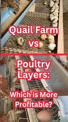 Poultry Layers vs Quail Farming – Which Is More Profitable? #agribusiness #farming #poultryfarming