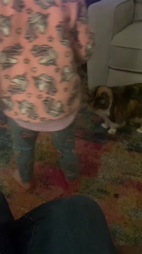 My daughter, Maddie, and Akkodha playing with the laser light toy 😂😂😸❤️Ok #fypシ #cat #catsoftiktok