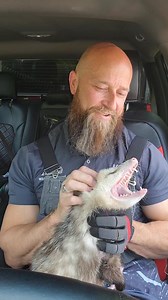 The possum said *you're* ugly | Ace Humane Wildlife Removal & Pest Control