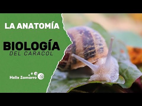 Anatomía del caracol