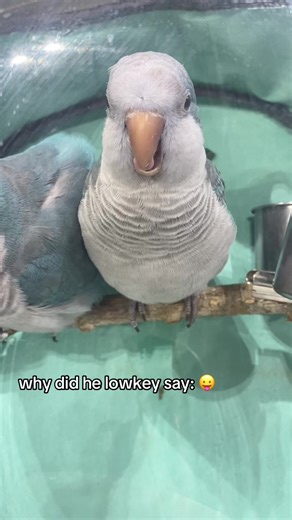 Understanding Quaker Parrots' Behavior