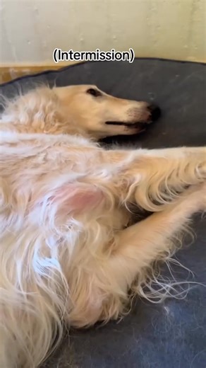 Vladimir made use of the unique munitions for sure ✨ 💥 #borzoi #dog #dogmemes #funnydogs #skit #borzoidog #doglovers | Esperborzoi