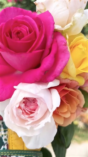 20260328 花园在，不远游。#rosarianinoldtown #100rosesinarku #zone9b #flowers #botanicalgarden