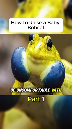 How to Raise a Baby Bobcat: Step-by-Step Guide