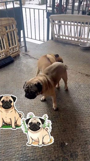 Pugs natural breeding #knottyokennels#pug