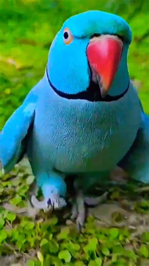 blue parrot natural sound talking 🦜🦜🦜🐦🐦#nachural #viral #nonstoptalkingparrot #viralvideo