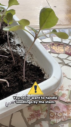 Avoid this common mistake that can kill your seedlings! Discover the secret to safe handling for strong, healthy seedlings that transplant easily into your garden. If you found this video helpful, please give it a thumbs up.  Thanks. ⠀ #TheUpBeetGardener #seedlings #transplantingseedlings #transplanting #howtohandleseedlings | The UpBeet Gardener | Facebook