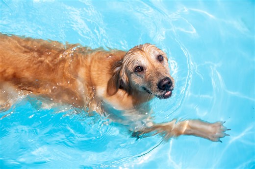 Target’s Foldable Dog Pool Is a Backyard Game-Changer