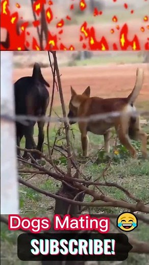Dogs Mating Video