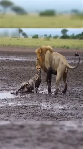 Cheetah’s Risky Move Into Male Lion Territory Ends Badly