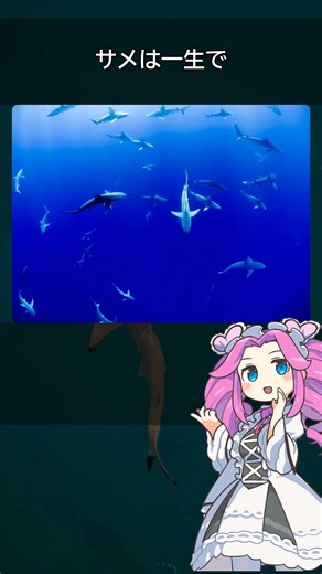 サメが4億年以上変わらない理由