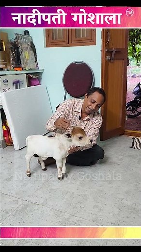 Cute micro mini cow😍#shorts #viral #yt #miniature #reels #tiktok #cute #cow #trend #srikrishna