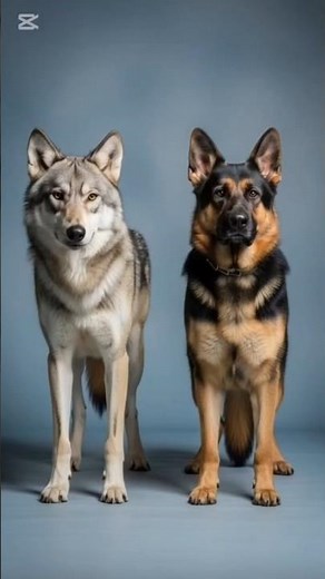Wolf vs German Shepherd: Who Has the Strongest Bite
