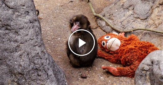 Fans Cheer on Lonely Baby Monkey at Japanese Zoo