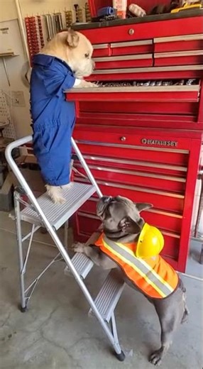 Who’s fault is it! #dog #shorts