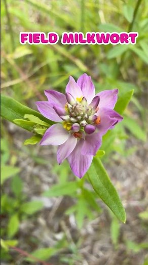 Field Milkwort: A Tiny Wildflower Treasure #Shorts