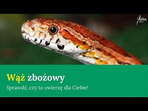 Wąż zbożowy — sprawdź, czy to wąż dla Ciebie