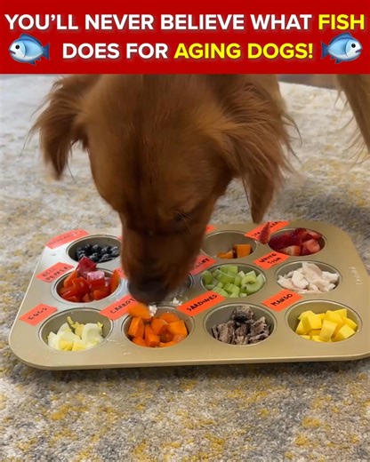 Actor and dog-dad Rob Lowe says: NEVER feed your dogs these foods! 🙅 ❌ Avoid these “No Go” foods at all costs if you want your dog to feel their best. ✅ Instead, reach for the “Go foods” the actor shares in this video — watch it now to see what to feed your dog to give them more energy, flexible joints, strong muscles, and a full, healthy life. 👉 https://rebrand.ly/RobLoweDogFood | Rob Lowe