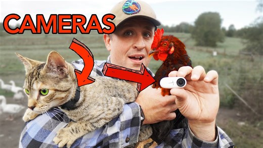 Installing cameras on every animal to see the farm from their perspective