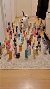 Next challenge for Yuzu, Mochi and Chili. 😻