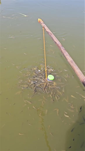 Catch lots of fish using a bottle