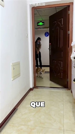 Le chiot espiègle a fait une surprise à son maître 😯❤️