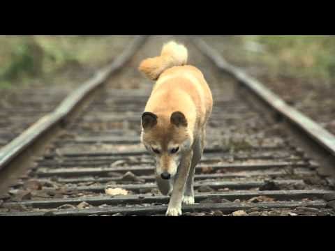 『ひまわりと子犬の７日間』特報