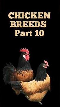 Chicken Breeds Part 10