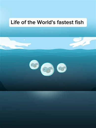 why it sucks to be born as a world's fastest fish (sailfish) #animated #sailfish #fastestfish #marlin #fyp #foryoupage