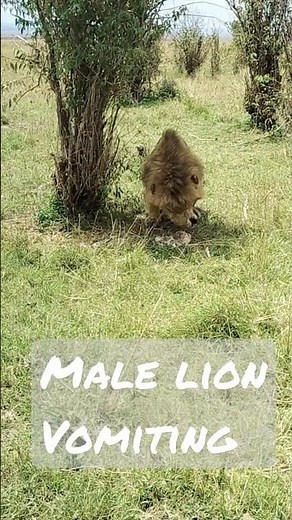 Male lion Vomiting Maasai Mara National reserve Kenya