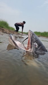 River side catching big Wallago catfish #fish #fishing #reels | Discovery Site