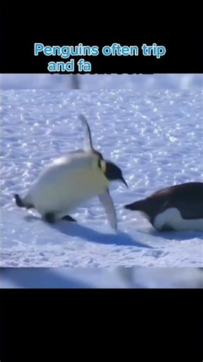 Nature’s cutest little swimmer 🐧 #wildlife #penguins #animals #nature