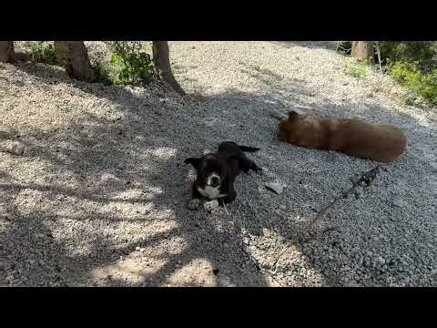 The New Small Dog Wants to Live! - Takis Shelter