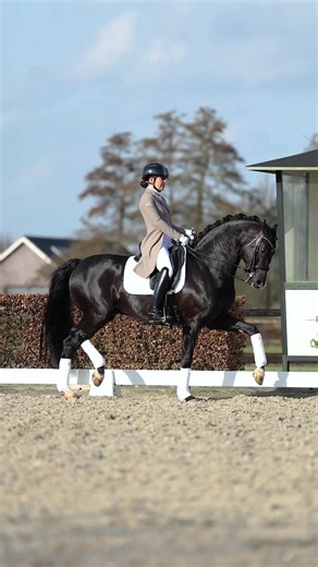 New Alvor Tailcoat 🐴🫶🏻 #dressage #equestrian #dressurpferd | dressage horses