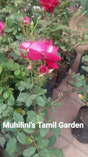 #roseplantgrowingtipsintamil