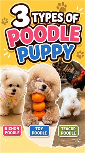 3 TYPES OF POODLE PUPPY#short#poodlepuppy #bichonpoodle#toypoodle#teacuppoodle