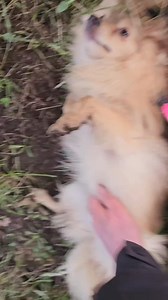 Hello, darlings My name is Princess Bridget (or Her Royal Fluffiness), and I am currently accepting applications for my forever palace I am a a little girl with a huge personality. I enjoy the finer things in life: soft beds (plural), gourmet treats, admiration from afar, and being told how stunning I am at least five times a day. I will tolerate walks, but only if the weather is acceptable. Rain? Absolutely not. Cold paws? Unacceptable. Mud? A crime. Despite my diva tendencies, I am incredibly 