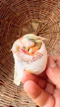 Helping the baby hen chick to hatch the egg by hand #chicken #hen