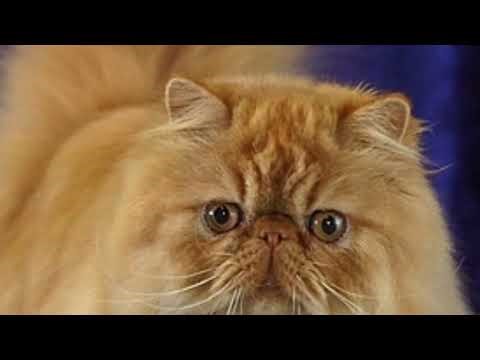 136th edition of Ringling Bros. And Barnum & Bailey (Circus of Dreams)