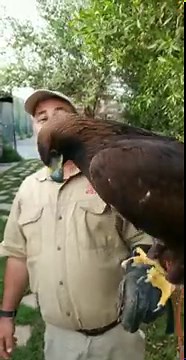 Beautiful Golden Eagle ? #shorts #animals #giant #cuteanimals #birds #eagle #zoo