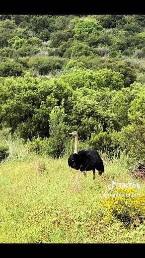 Explore Groenkloof: Hiking Trails and Nature Reserve