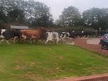Stunned mum wakes up to find herd of cows walking through garden