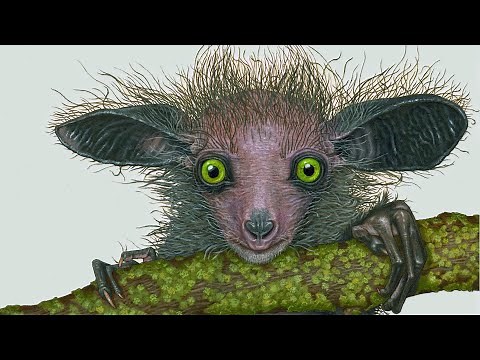 Aye-aye (Frankenstein's Monster of Evolution)