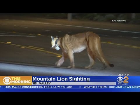 Mountain Lion Returns To Simi Valley Neighborhood