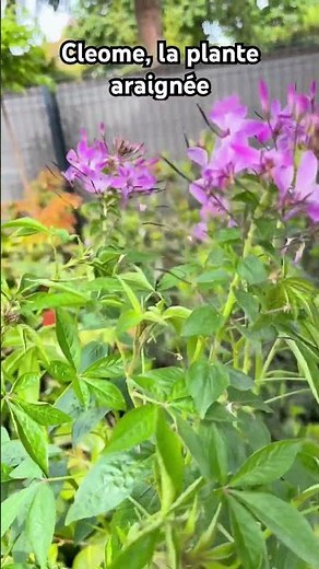 Cleome, the spider flower #vegetosphere #garden #Cleome #flowers #tips #nature #garden